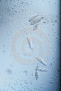 Ciliate plankton unicellular
