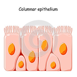 Ciliated columnar epithelium