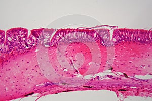 Ciliated epithelium under the microscope. photo