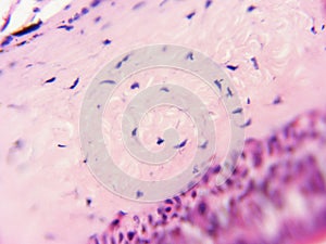 Ciliated Epithelium 400x cell with Cilia photo