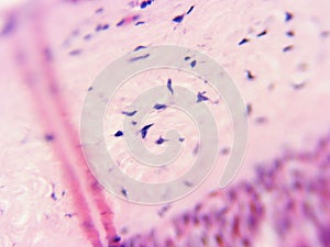 Ciliated Epithelium 400x Cell Membrane and Nuclei photo