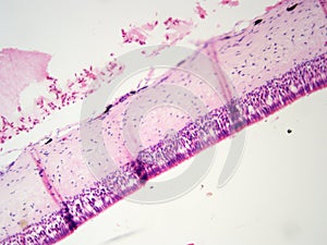 Ciliated Epithelium 100x Cell Nuclei photo