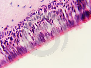 Ciliated Epithelium 400x Edge of Cell with Cilia photo