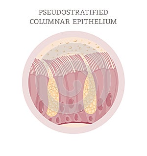 Ciliated pseudostratified columnar epithelia photo