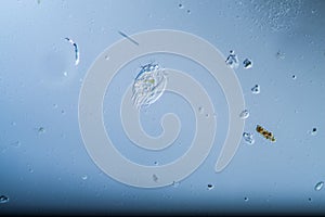 Ciliates as single-cell plankton animals