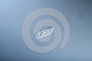 Ciliates foraging in drops of water