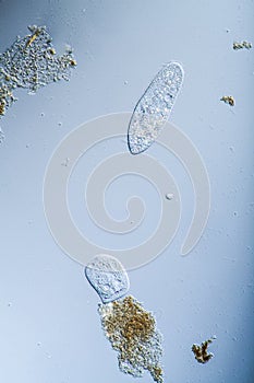 Ciliates foraging in drops of water