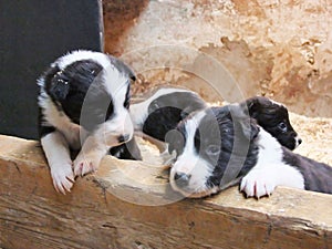 Ciliee pups in a box