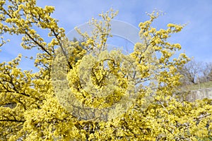 Ciliegia cornelian, cornel, dogwood, Cornus mas, Cornus officinalis closeup across blue sky. Spring natural background