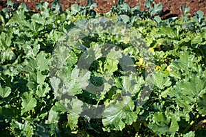 Cime di rapa, rapini or broccoli rabe in a field, green cruciferous vegetable