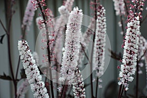 The cimicifuga blossoms in approach.