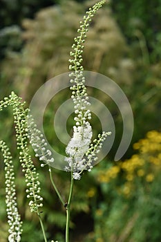 Cimicifuga racemosa