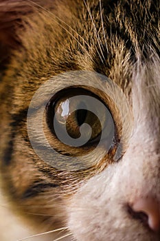 Cimol cat eye