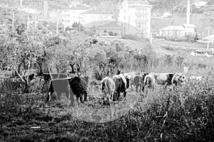 Cinarcik Town Countryside - Turkey