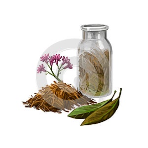 Cinchona bark digital art illustration. Blooming flowers and green leaves, bottle withdry herbs. Jesuits Bark, cinchona Peruvian