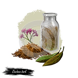 Cinchona bark digital art illustration. Blooming flowers and green leaves, bottle withdry herbs. Jesuits Bark, cinchona Peruvian