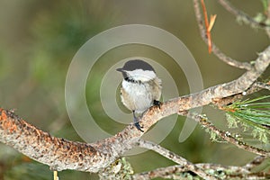 Cincia bigia bird photo