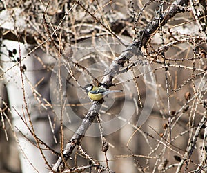 A Cinciallegra is perched on a branch