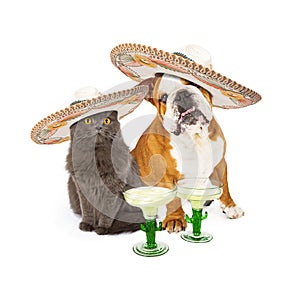 Cinco De Mayo Cat and Dog photo