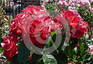 Cinco de Mayo Floribunda roses San Jose Rose Garden, San Jose, Ca