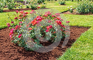 `Cinco de Mayo` rose blooms in a mulched flower bed