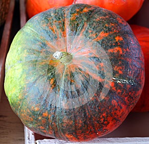 Cinderella pumpkins Rouge, Rouge Vif d`Estampes photo