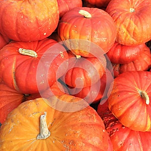 Cinderella pumpkins variety