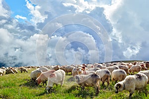 Cindrel Mountains and flock of sheep grazing