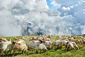 Cindrel Mountains and flock of sheep grazing