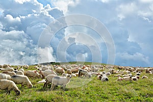 Cindrel Mountains and flock of sheep grazing