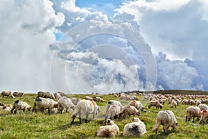 Cindrel Mountains and flock of sheep grazing
