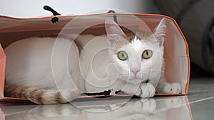 Cinemagraph of White and Ginger Domestic Cat Sitting in Paper Bag on the Floor