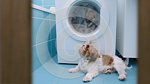 Cinemagraph - Young dog looking into washing machine drum.