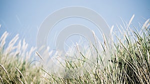 Cinematic 4k UHD Netherlands dunes with typical blade grass waving in wind