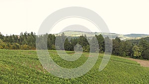 Cinematic aerial footage of vineyards in Oregon`s Willamette Valley.