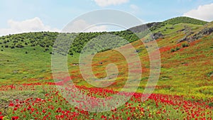 Cinematic aerial low angle view springtime poppy field with young woman enjoy sunny weather