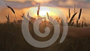 cinematic boy's hand sliding on ears of wheat at sunset, sun rays