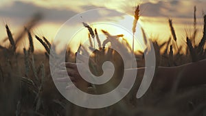 cinematic boy's hand sliding on ears of wheat at sunset, sun rays, hand-held shooting, sprouted wheat at sunset