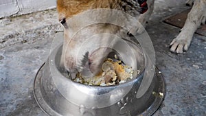 Cinematic close up of a dog eating from its pet bowl in a domestic home in India