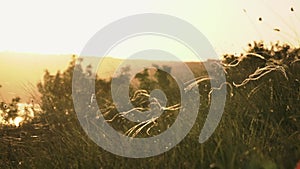 Cinematic grass closeup with web and dust particles in the air at the sunset