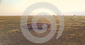 Cinematic orbiting shot of flock of sheep in Ukrainian steppe