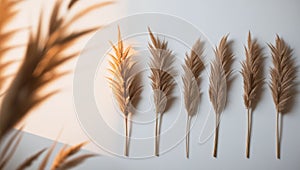 a cinematic photo of dried harestail grass in a flat