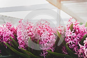 Cinematic pink flowers background with sunlight