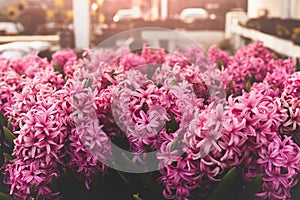 Cinematic pink flowers background with sunlight in the garden.