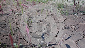 Cinematic plan of dry cracked soil in motion. Sparse vegetation.