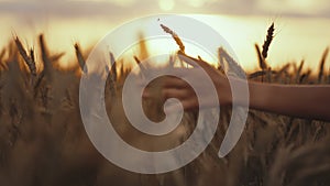 cinematic shot teen boy's hand sliding on ears of wheat at sunset, hand-held shooting, warm