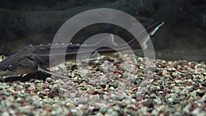 Cinematic underwater photo of a Russian sturgeon Scientific name: Acipenser gueldenstaedtii - Type: Chordata - Class