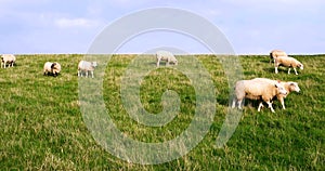 Cinematograph of Sheep on a