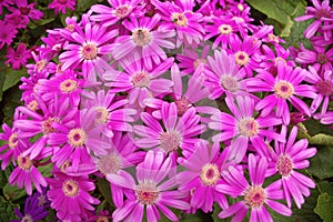 Cineraria photo