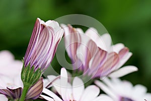 Cineraria flower bud photo